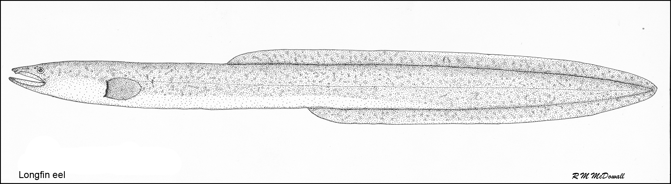 Long finned eel