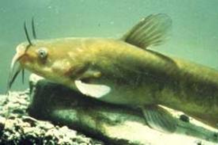 Ameiurus nebulosus - Brown bullhead catfish
