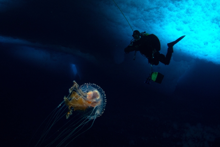 Antarctic diver and jellyfish