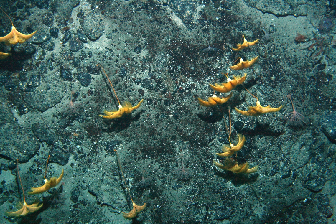 Sea lily meadow at 550 m on the Admiralty Seamount, Ross Sea.
