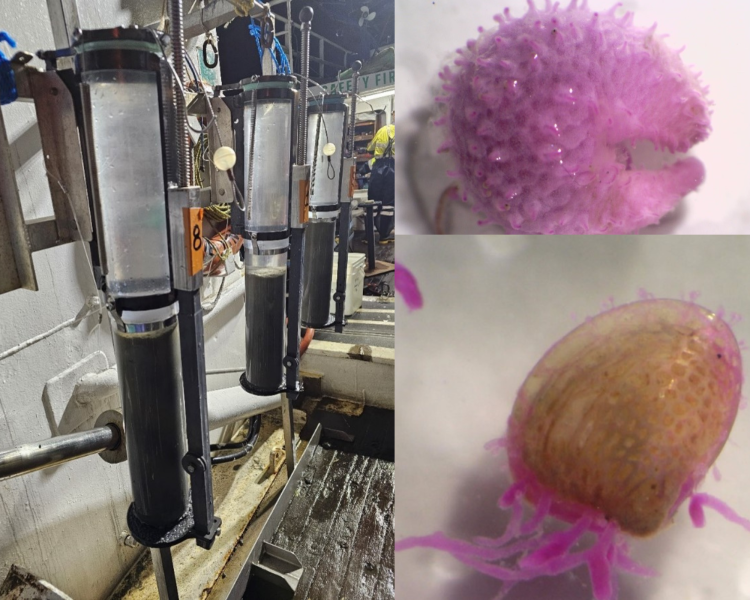 Juvenile shellfish and sea cucumber specimens found in sediment cores of the seabed in June
