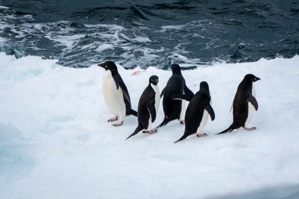 Adelie penguins sit on icebergs off the coast of the Daniell Peninsula in the Ross Sea. 