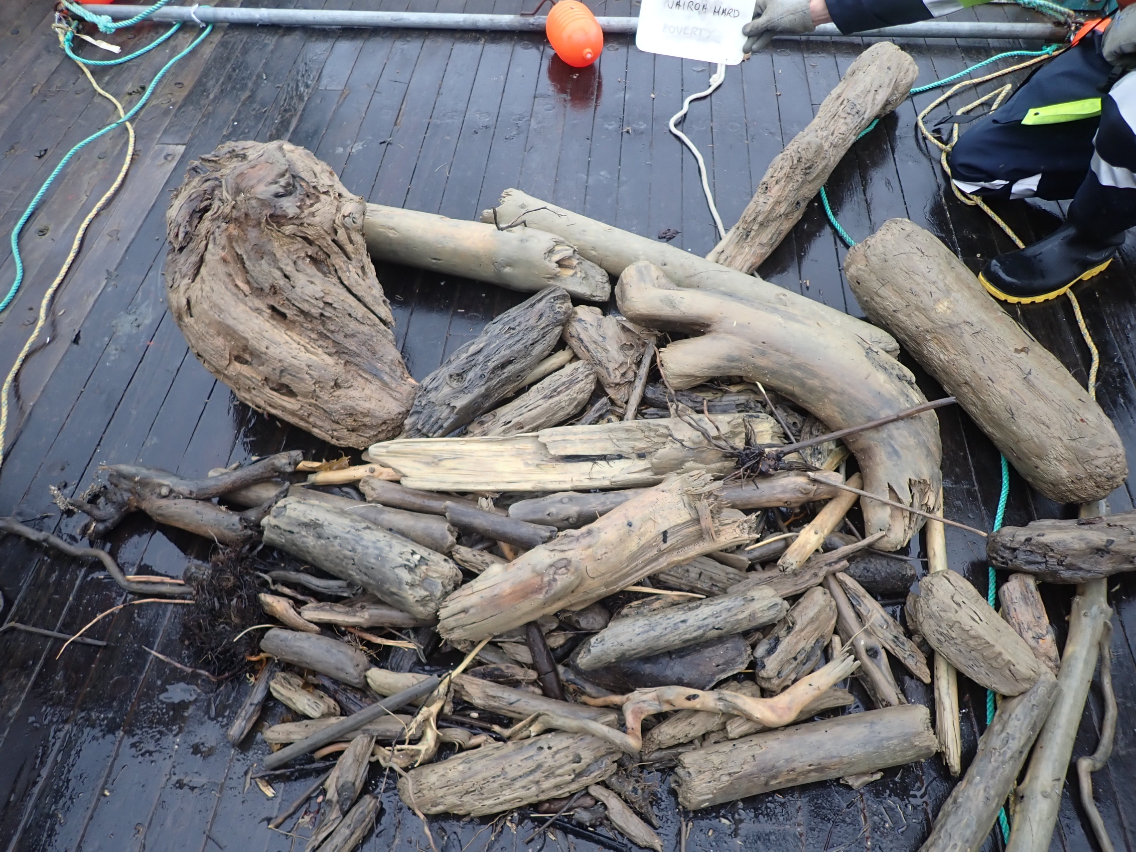 Wood debris found in a research trawl in the Hawke's Bay post-cyclone Gabrielle