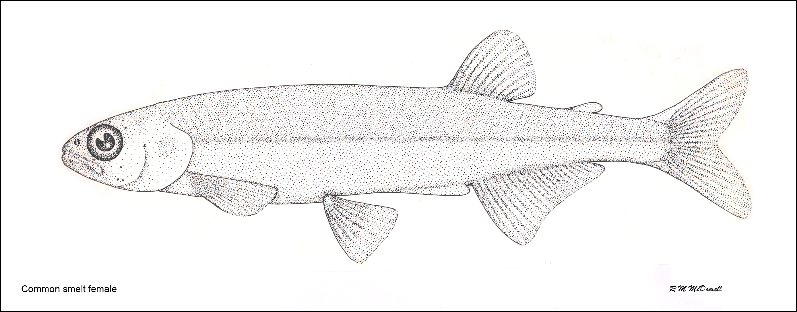 Common smelt female