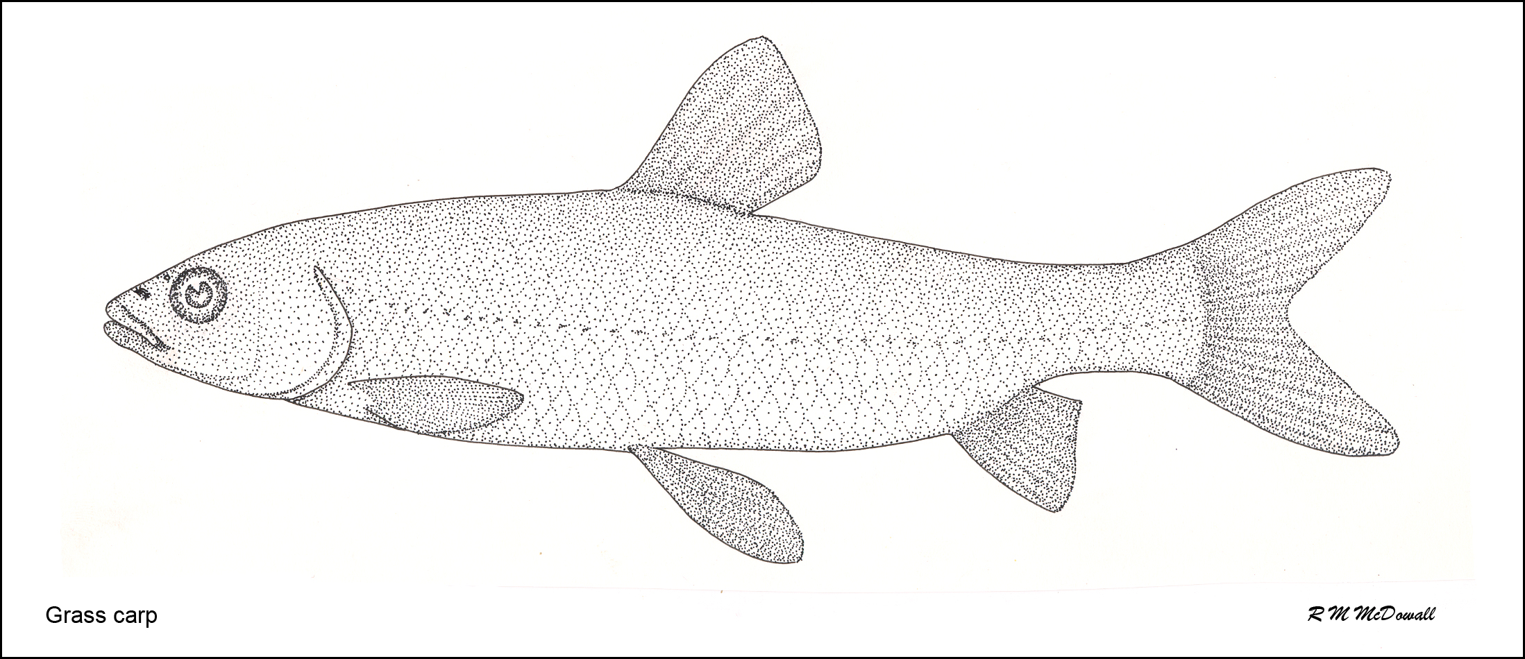 Grass Carp