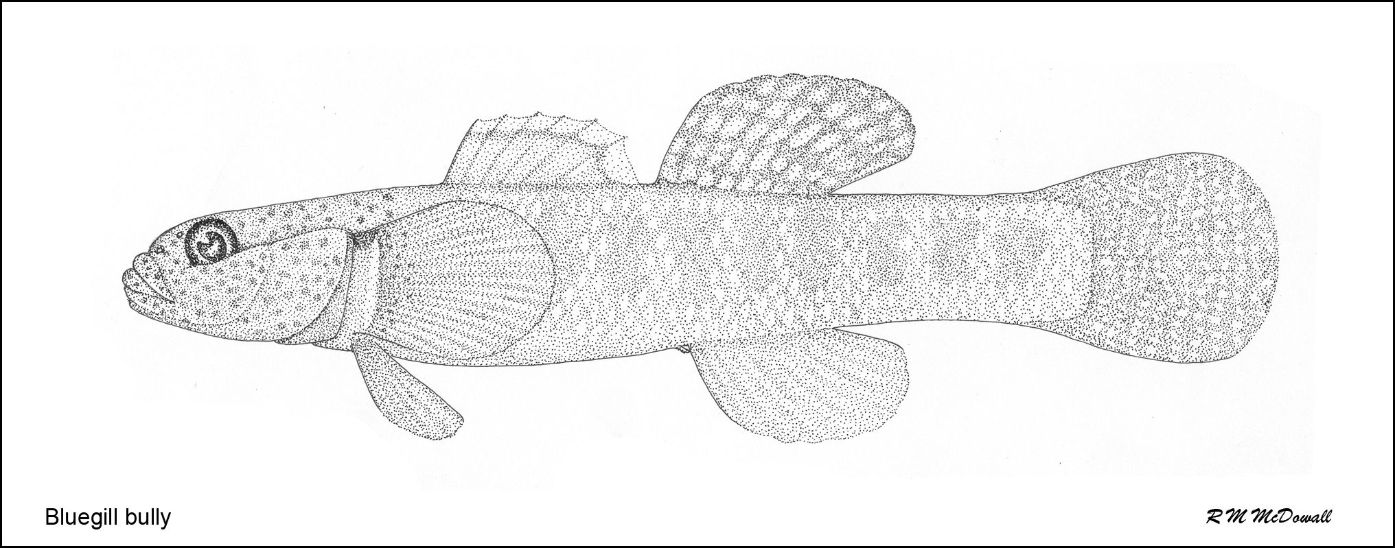 Fish Finder : bully.gif