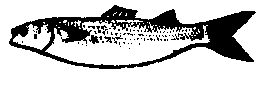 Fish Finder : mullet.gif