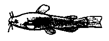 Fish Finder : catfish.gif