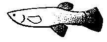 Fish Finder : poecilid.gif