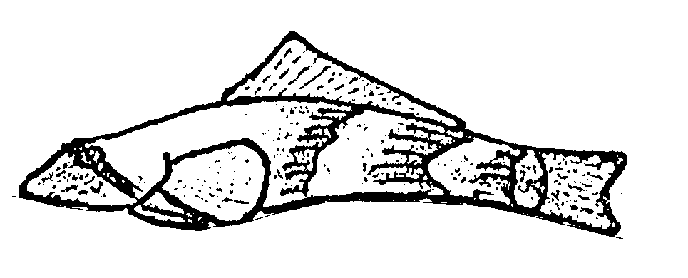 Fish Finder : torrentfish.gif