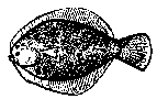 Fish Finder : flounder.gif