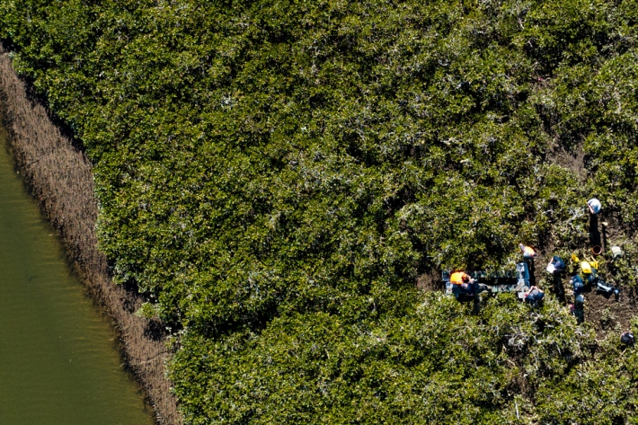 Mangrove on Athenree Estuary