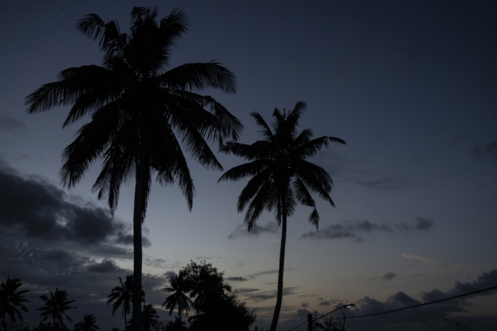 Coconut palms against the night sky in Tongatapu