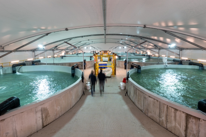 Recirculating aquaculture tanks at the Northland Aquaculture Centre.