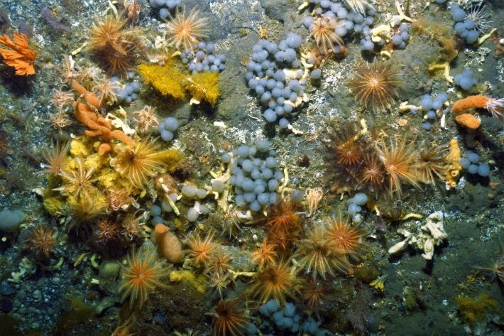 Colonial ascidians (grapes), crinoids (feather stars) and primnoid corals (orange) make up part of the Ross Sea ecosystem