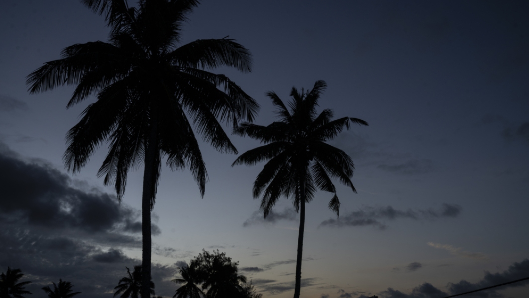 Coconut palms against the night sky in Tongatapu
