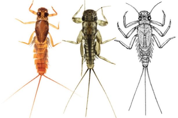 Image of mayflies [from NIWA Benthic Macroinvertebrates Field Identification Guide]