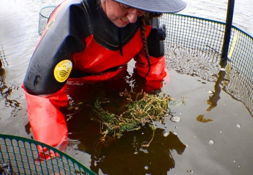 NIWA Freshwater Ecologist, Mary de Winton in the process of laying a mat of native milfoil