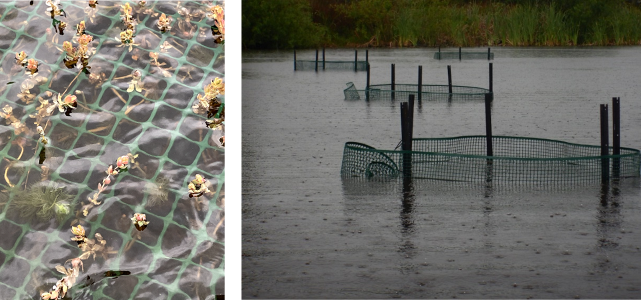 Flowers and leaves of native plants sitting just above the protective cage netting (left). Cages were nearing completion on day one at Lake Ohinewai when the rain started. Good weather for moving aquatic plants (right)
