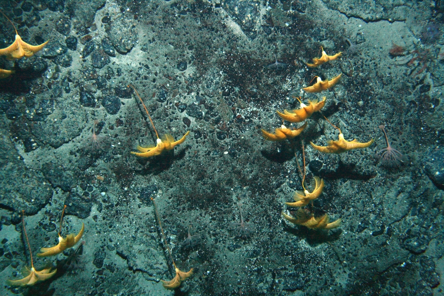 Sea lily meadow at 550 m on the Admiralty Seamount, Ross Sea.