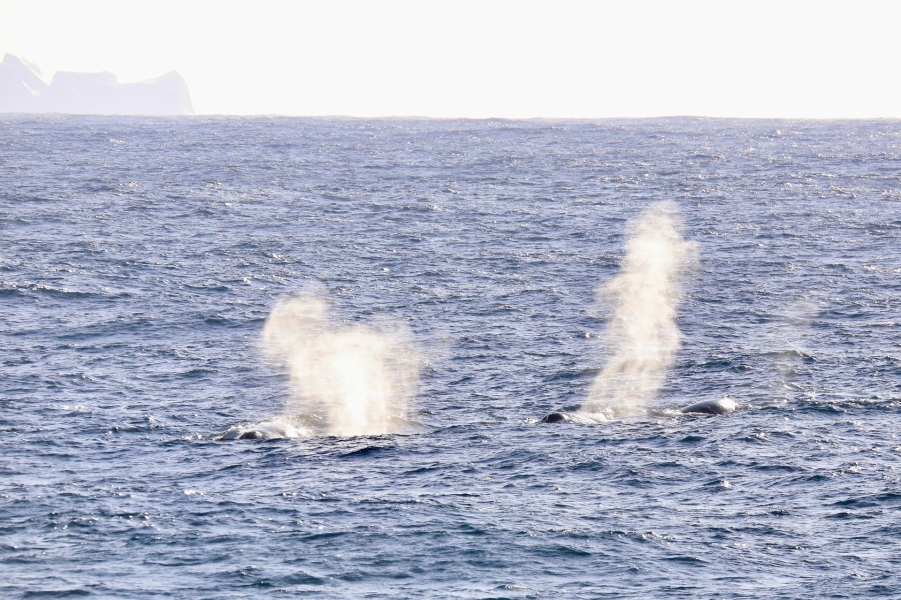 Whales surface near the ship with icebergs in the background