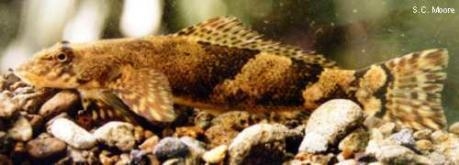 Cheimarrichthys fosteri - Torrentfish