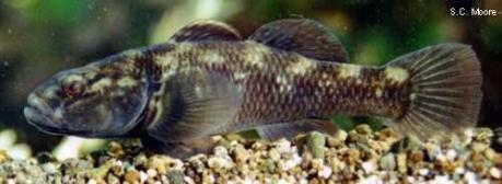 Gobiomorphus cotidianus - Common bully