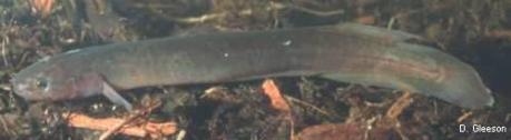 Neochanna heleios - Northland mudfish