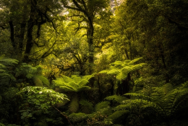 Native forests in New Zealand take up a significant amount of our CO2 emissions