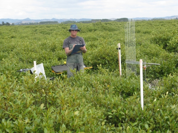 Vernon Pickett – Waikato Regional Council making SET measurements, Firth of Thames mangrove forest