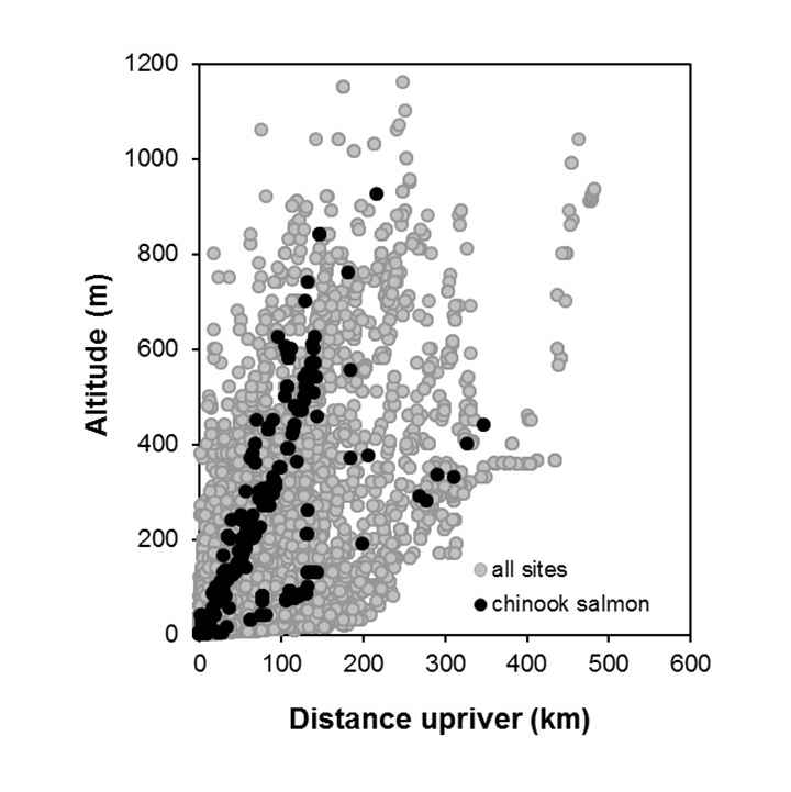 Chinook_salmon-Oncorhynchus tshawytscha_penetration