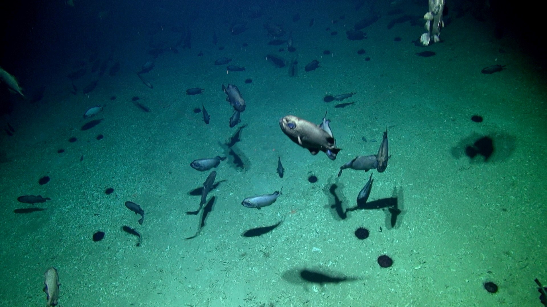 DTIS footage of seamount 5. Primnoa coral sp and Oreo