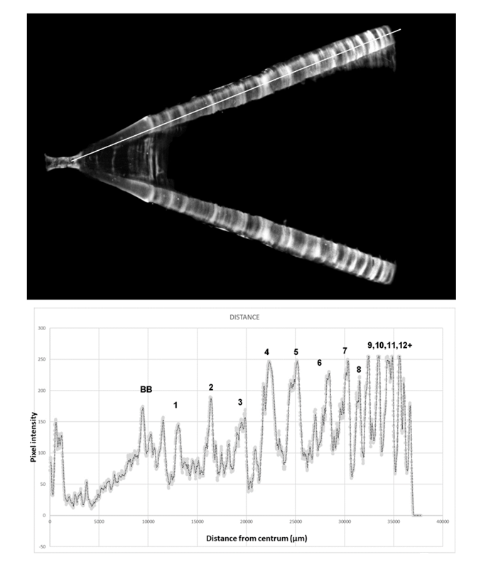 Top - X-ray of cross section of a corpus calcareum vertebrae of a female white shark. 
Bottom - Plot of pixel intensity vs. Distance from centrum